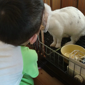 ロップイヤー手鞠と息子の画像
