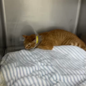 術後の珊瑚の画像