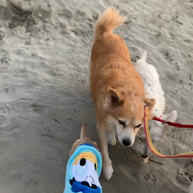 12月24日14わんこと1時間30分遠足　　お台場の画像