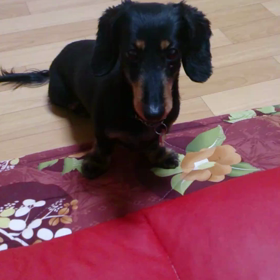 食いしん坊(笑)の画像