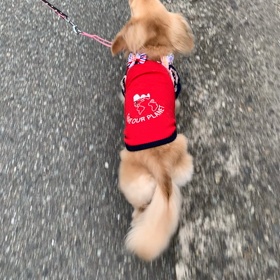 お嬢様の受難の日の画像