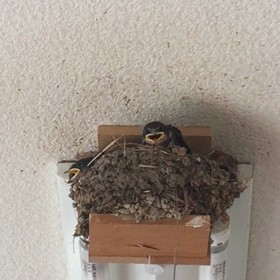 ツバメちゃん通信の画像