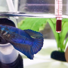 泡で遊ぶ美人なリーフちゃんの画像