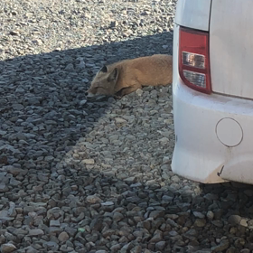 キタキツネの画像