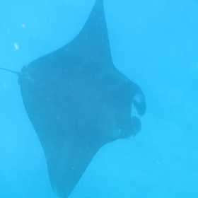 マンタもいたよ♪の画像