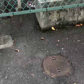 パパさんを愛する茶トラ（雄）の画像