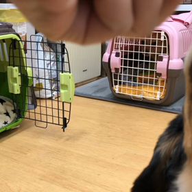 レイチ編。の画像