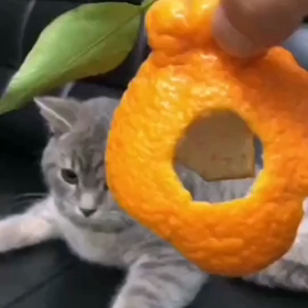 帽子作ったの画像