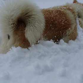 今日も元気です！の画像