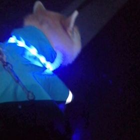 飼い主3回目ワクチンの副反応で脱力感、結果雨止んだけど☔降りそうだった。未来丸の思うがままに散の画像