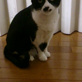 ☆はやくこしトントンするでしゅよ☆の画像