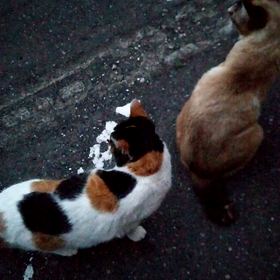 ミミたちの画像