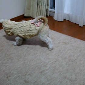 上手に脱げるかな？の画像