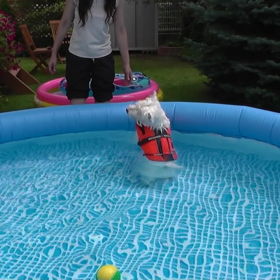 一生に一度だけ巡り合える運命の愛犬・ロビン（動画編）の画像