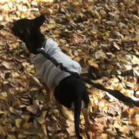 ♪お散歩動画♪代々木公園♪の画像