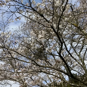 うぐいすに癒される　の巻の画像