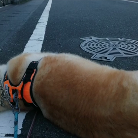 日差しがきつく、日陰は涼しい朝。未来丸ペースの散歩中、いつも散歩しているお姉さま達が無しの画像