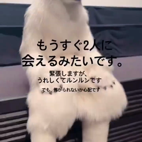 がんちゃんもおでぃんも優しいから怖がられないよの画像