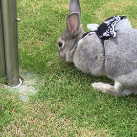 調子に乗って、、、の画像