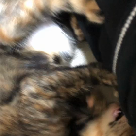 サビ柄のチョコちゃん。の画像