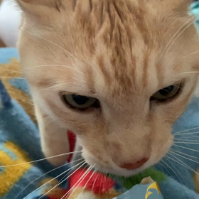 本日のルビィさん！の画像