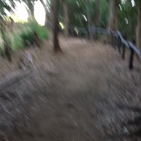 森林浴の動画3の画像