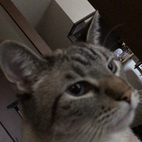 おはようございますの画像