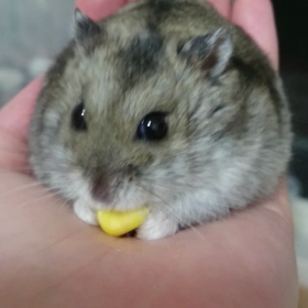 お食事風景の画像