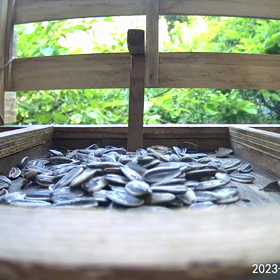 すぎぴたんの事件簿シーズン3　272話（親シジュウカラがにらんできました。）の画像