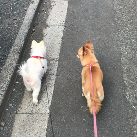 お散歩ムービーの画像