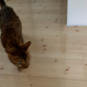 ブラーバってうるさいんじゃないの？の画像