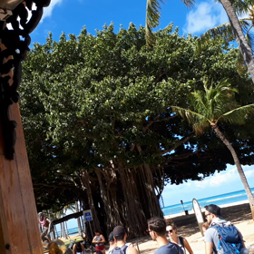 これぞハワイって感じ～の画像