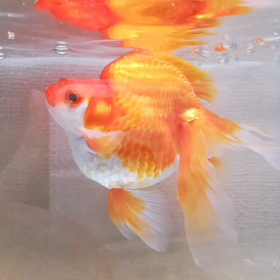 カイちゃん（飯田琉金）踊る（動画☆BGM付）の画像