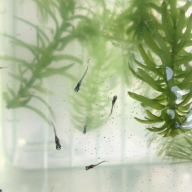 朝ごはんの画像