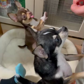 ムギのく だちゃいポーズの画像