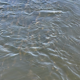 魚がいっぱいの画像