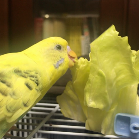 帰って来ないソラちゃんの画像