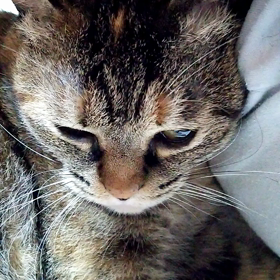 【ニャロメ通信】の画像