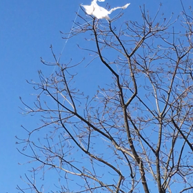 梢の上でもがく凧の画像