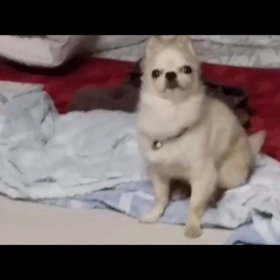 脳腫瘍グリオーマといわれて　【　始まり　～　現在まで　㉟　】の画像