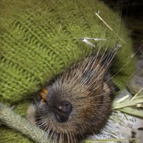 デグーの寝言の画像