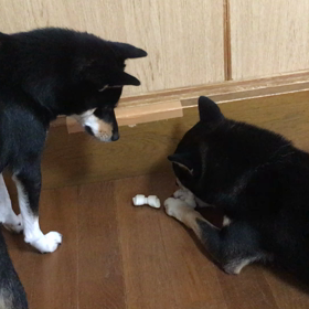 我が家の華ちゃん欲張りさん。の画像