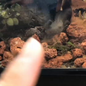 アカハライモリのおしゃべり　その2の画像