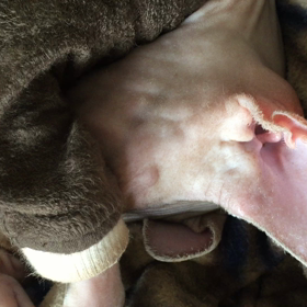 イビキ？の画像