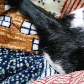 癒し動画の画像