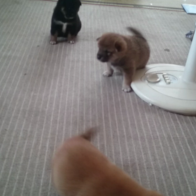 お見事！三男くんの画像