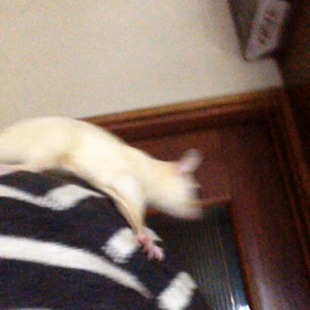 フクロモモンガの画像