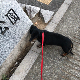 ♪お散歩動画♪参宮橋公園♪の画像