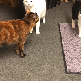 集まる猫たちの画像