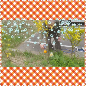 みかん狩りの画像